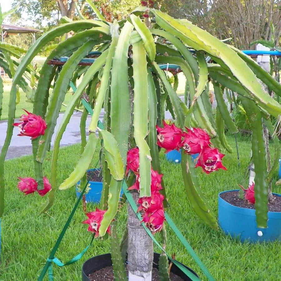 Dragon Seeds - All In One For Home Gardens