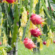 Dragon Seeds - All In One For Home Gardens