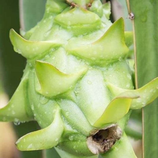 Light Green Dragon Seeds