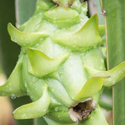 Light Green Dragon Seeds