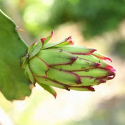 Parrot Seeds, Hylocereus undatus