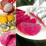 Mixed Color Dragon Seeds