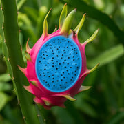 Sky Blue Dragon Seeds