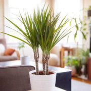 Dragon Seeds, Dracaena marginata