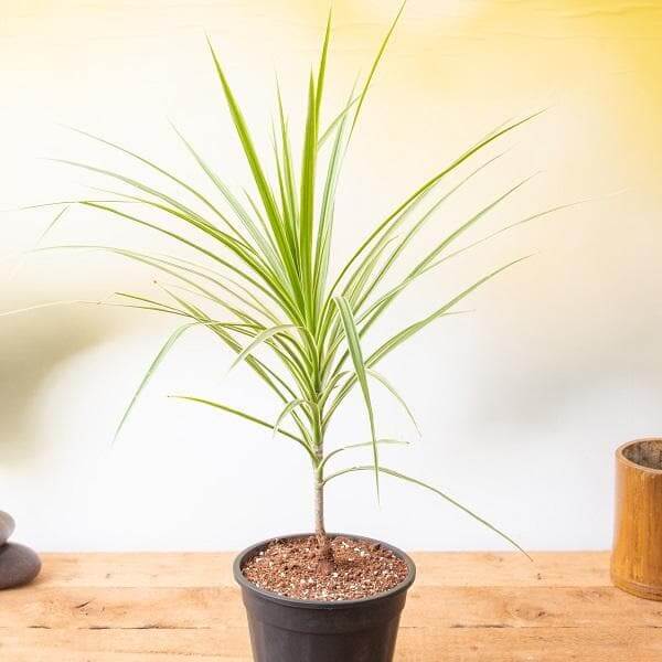 Dragon Seeds, Dracaena marginata