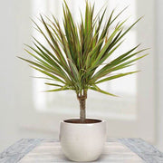 Dragon Seeds, Dracaena marginata