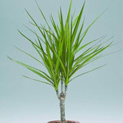 Dragon Seeds, Dracaena marginata