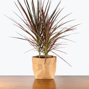 Dragon Seeds, Dracaena marginata