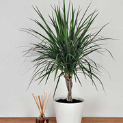 Dragon Seeds, Dracaena marginata