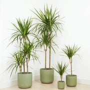 Dragon Seeds, Dracaena marginata