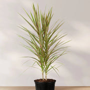 Dragon Seeds, Dracaena marginata