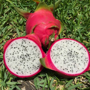 White Dragon Seeds