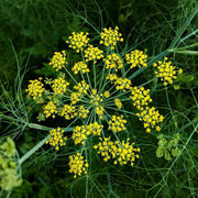 Fennel Seeds – Foeniculum vulgare