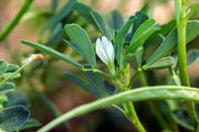 Fenugreek Seeds – Trigonella foenum-graecum