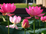 Lotus Seeds (Nelumbo nucifera)