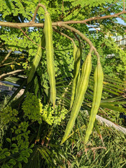 Moringa Seeds – Moringa oleifera