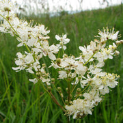 Dropwort Seeds