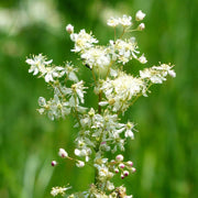 Dropwort Seeds