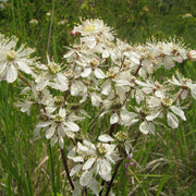 Dropwort Seeds