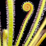 Thread-Leaved Sundew Seeds