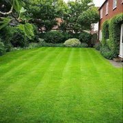 Drought Resistant Grass Seeds - Flower Plant