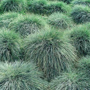 Drought Resistant Grass Seeds - Flower Plant