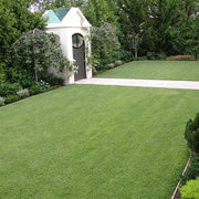 Drought Resistant Grass Seeds - Flower Plant
