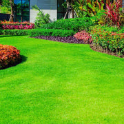 Drought Resistant Grass Seeds - Flower Plant