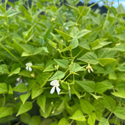 Drought Tolerant Bean Seeds - Vegetable Plant