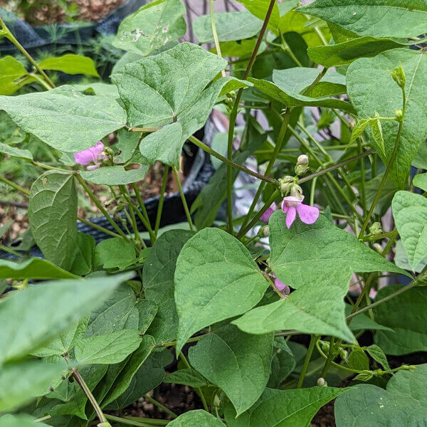 Drought Tolerant Bean Seeds