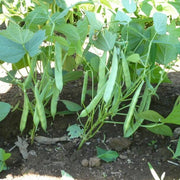 Drought Tolerant Bean Seeds
