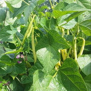 Drought Tolerant Bean Seeds