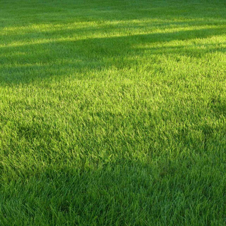 Drought Tolerant Grass Seeds - Flower Plant