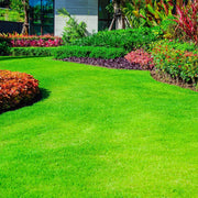 Drought Tolerant Grass Seeds - Flower Plant