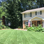 Drought Tolerant Grass Seeds - Flower Plant