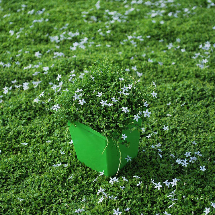 Drought Tolerant Ground Cover Seeds