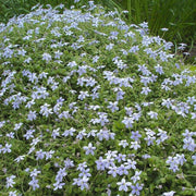 Drought Tolerant Ground Cover Seeds