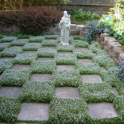 Drought Tolerant Ground Cover Seeds