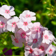 Phlox Seeds – Phlox drummondii