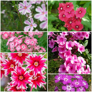 Drummond Seeds - All In One For Home Gardens