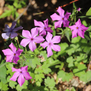 Drummond Seeds - Flower Plant for Home Gardens
