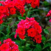 Drummond Seeds - Flower Plant for Home Gardens
