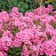 Drummond Seeds - Flower Plant for Home Gardens