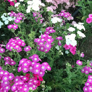 Drummond Seeds - Flower Plant for Home Gardens