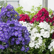 Drummond Seeds - Flower Plant for Home Gardens