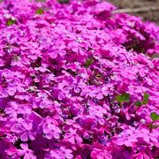 Drummond Seeds - Flower Plant for Home Gardens