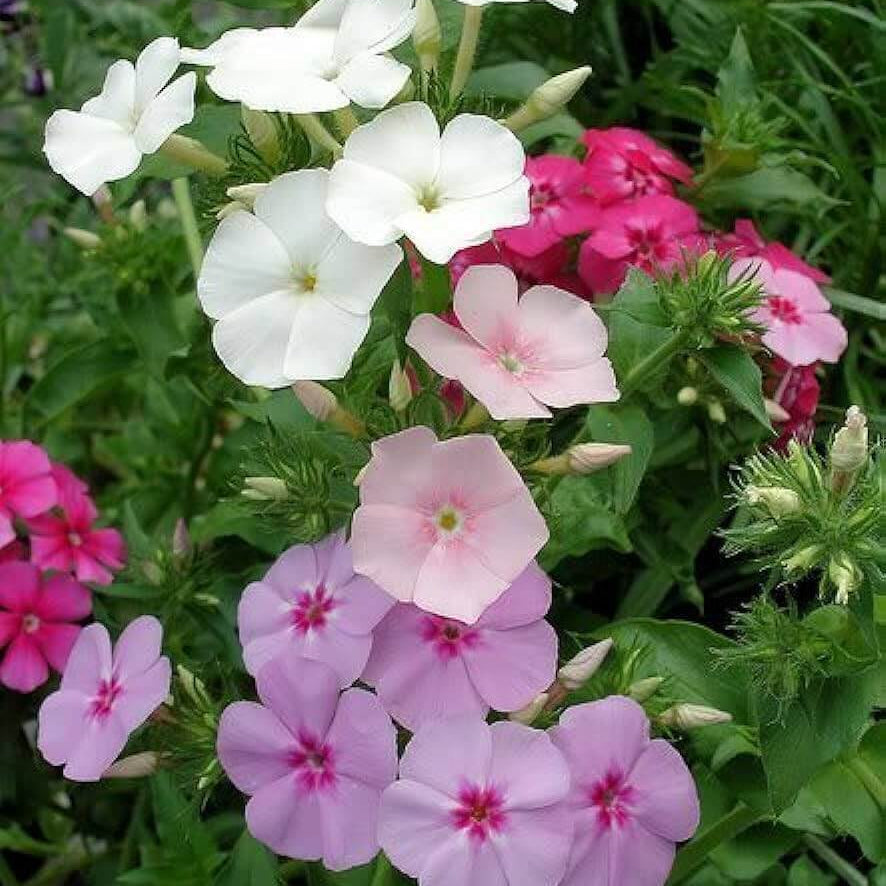 Drummond Seeds - Flower Plant for Home Gardens