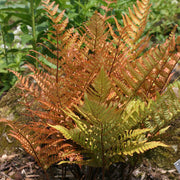 Dryopteris Erythrosora Fern Seeds - Flower Plant