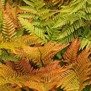 Dryopteris Erythrosora Fern Seeds - Flower Plant