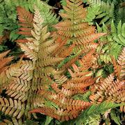 Dryopteris Erythrosora Fern Seeds - Flower Plant